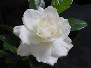 [转载]解开女人不老用药的秘密鈥斺斖嘉牟⒚