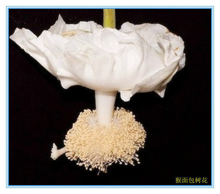 见识几种罕见的花卉