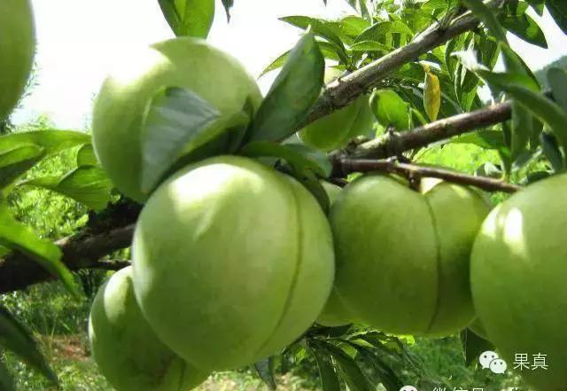 正宗的野果，很多城市人没吃过甚至没见过！