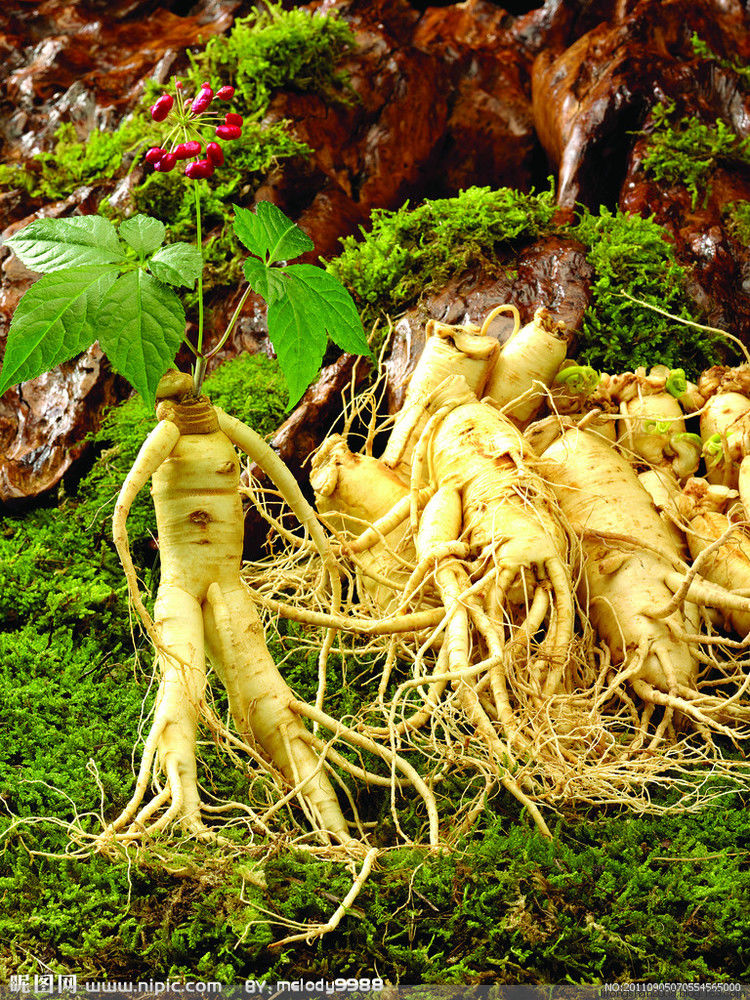 人参红参沙参党参西洋参高丽参特性—— - 一统江山 - 一统江山的博客