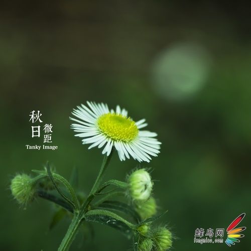 不烧器材低成本 教新手用标头拍微距摄影