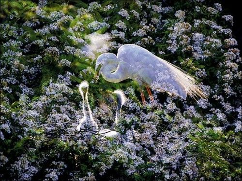 拍糊也是本事：用多重曝光与慢门打鸟