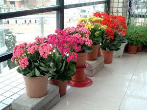 园艺师教你哪种花多久浇一次水 - 南山秀竹 - 南山文化园