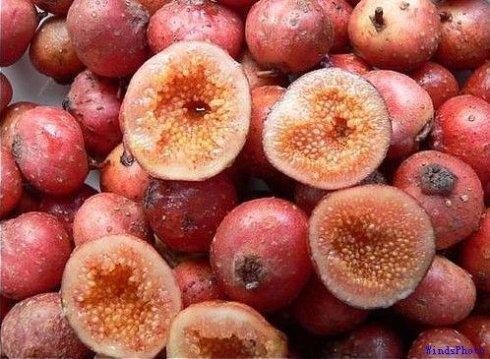 农村长大的，看看我们小时候吃的野果子