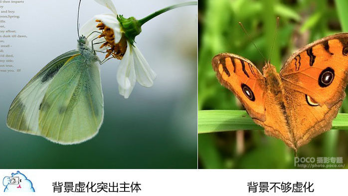 微距摄影十二条基础知识讲解 - 至尊宝 - 每个人的信仰都是存在的、进步的和近似的,
