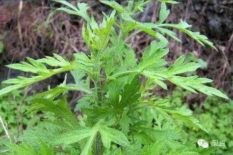 正宗的野果，很多城市人没吃过甚至没见过！