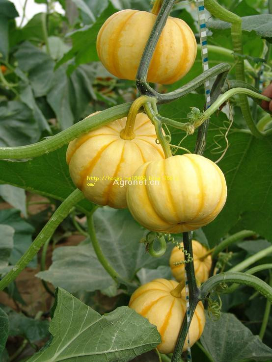 连毛泽东的保健医生王鹤滨都拍案叫好的秘方知道偏方70，从此不用去医院  -  红杏 - 红杏