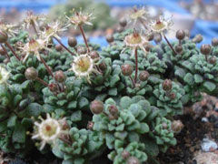 壁生魔南Monanthes muralis