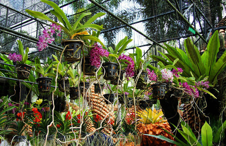 【引用】нуч花园轩弄。泰国 - 枫林傲然 -                  .