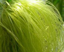 很实用的玉米须 - 小美 - xing1969wuw的博客