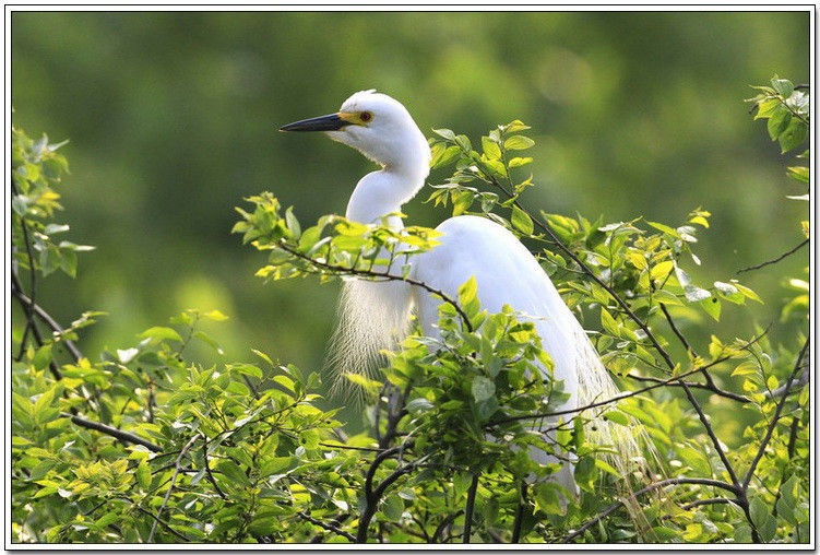 痴观白鹭弄清姿！【唯美组图】 - 無為居士 - 聚美齋