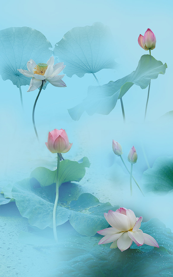 旅行风景 摄影 植物花卉 荷花 嘀咕图片