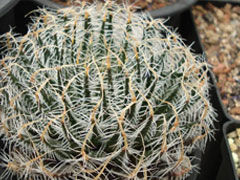 巨牡丹Haworthia arachnoide