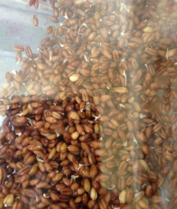 回春水的惊人功效和制作方法 - 新文明之光 - 新文明之光