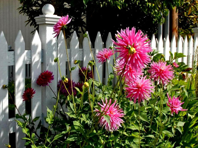 Rose【夏日花卉】