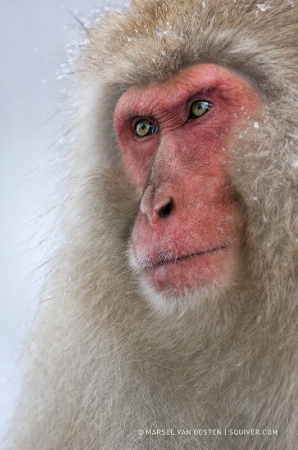 精彩野生动物摄影 领略自然的原始野性美动物们行动迅速，难以捕捉，拍摄机会稍纵即逝。而且野生动物具有一定的危险性，摄影师还要时刻担心自己的人身安全，拍到一张精彩的照片实属不易。 ...