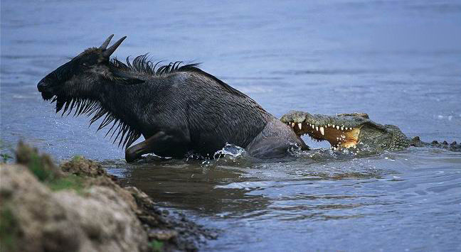 鳄鱼残暴的行凶瞬间 - 月  月 - 阳光月月《万网搜索》