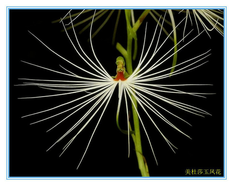 见识几种罕见的花卉