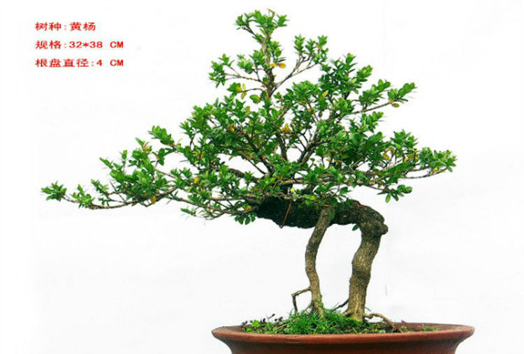 盆景—黄 - .
