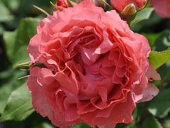 珊瑚果冻(Corail gelee)