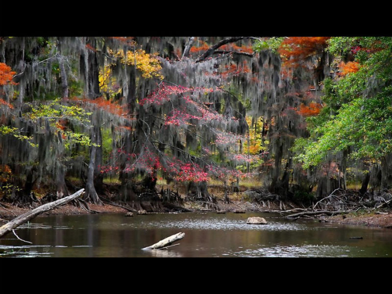 Rose【Caddo Lake】（4007） - Rose - Rose Yang的博客