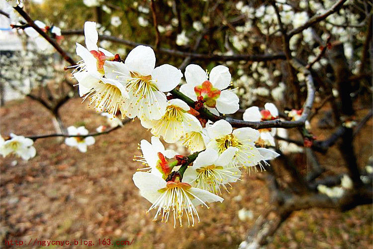 疏肝解郁安神明目?三花茶 - ngycmyc - ngycmyc的博客