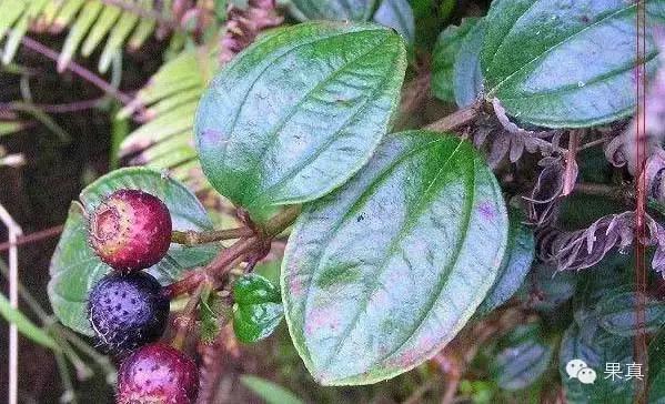 正宗的野果，很多城市人没吃过甚至没见过！