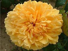 莉娅图图（Leah Tutu）