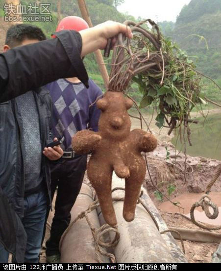 世界上牛人真多，真比不了！ - 台湾白酒88坑道 - 论樽酒行--台湾名酒