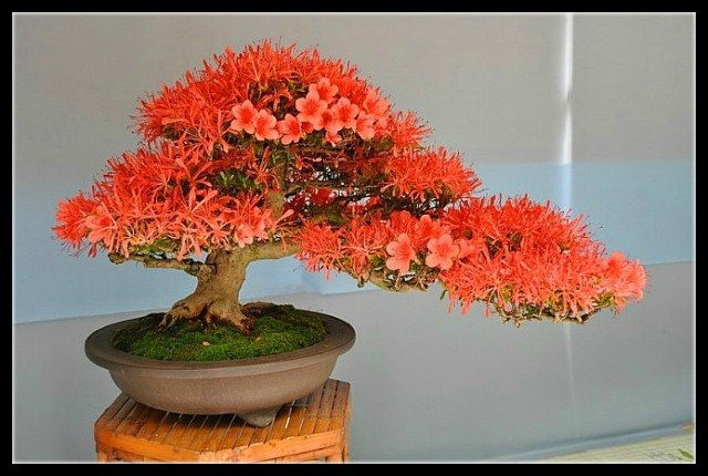 美妙绝伦的盆景 - 