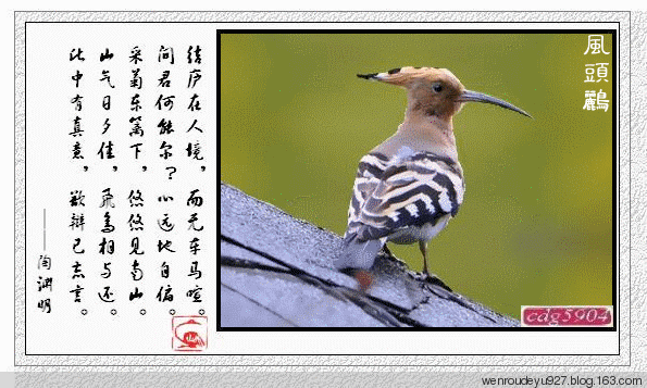 诗情画意 鸟语花香【动态美图】 - 温柔细雨 - 一丝小雨盈盈而落......