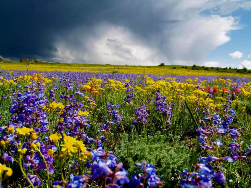 Rose【夏日花卉】