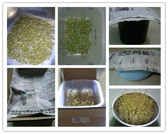 脸盆发豆芽，最简单的方法哦！ - 玉兔F  - 玉兔FEI的博客