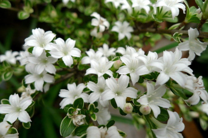 园艺师教你哪种花多久浇一次水 - 南山秀竹 - 南山文化园