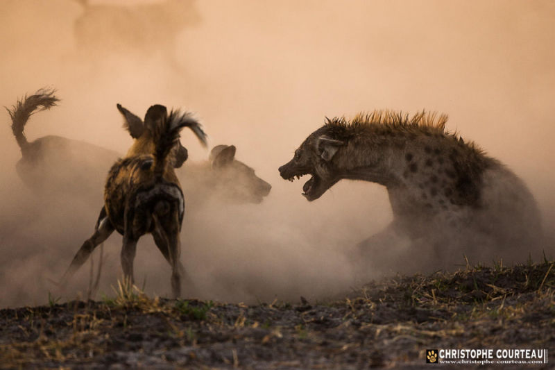 精彩野生动物摄影 领略自然的原始野性美动物们行动迅速，难以捕捉，拍摄机会稍纵即逝。而且野生动物具有一定的危险性，摄影师还要时刻担心自己的人身安全，拍到一张精彩的照片实属不易。 ...