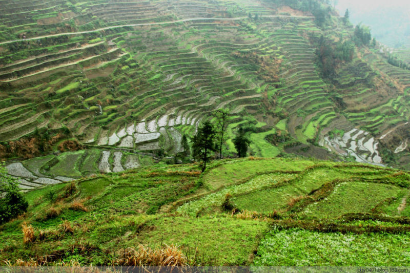 紫鹊界——冷风凄雨中的梯田 - 酉水人 - 酉水人