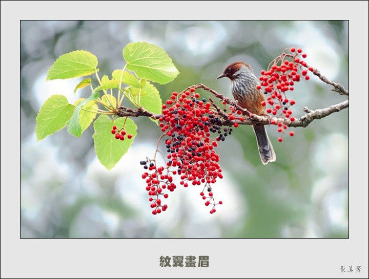 五十种漂亮的爱鸟！来认识一下吧！【美图共赏】 - 無為居士 - 聚美齋