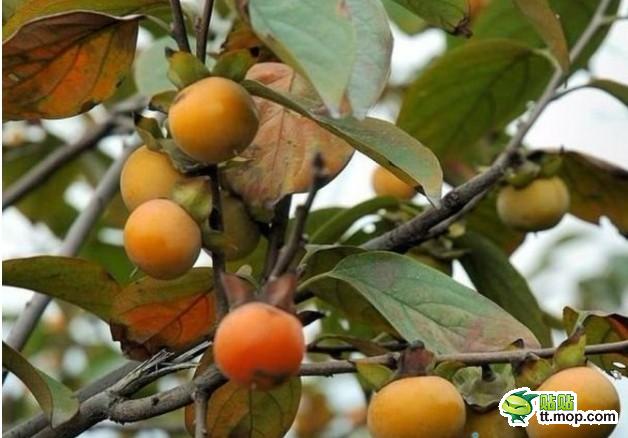 那些只属于出生在农村的80后记忆1339755028150