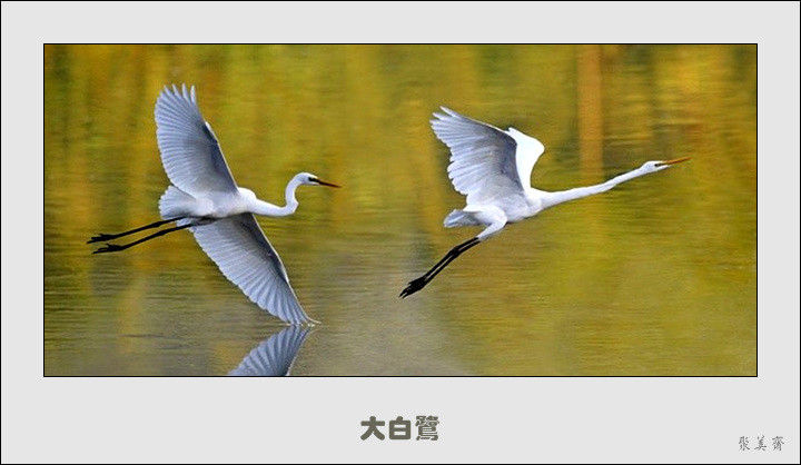 五十种漂亮的爱鸟！来认识一下吧！【美图共赏】 - 無為居士 - 聚美齋