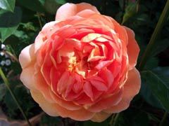 帕特奥斯汀(Pat Austin)