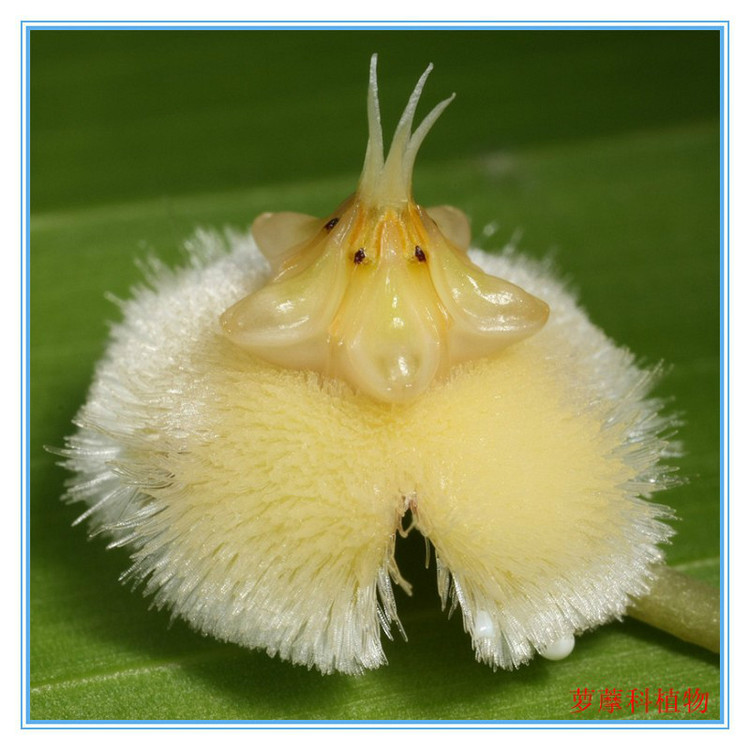 见识几种罕见的花卉