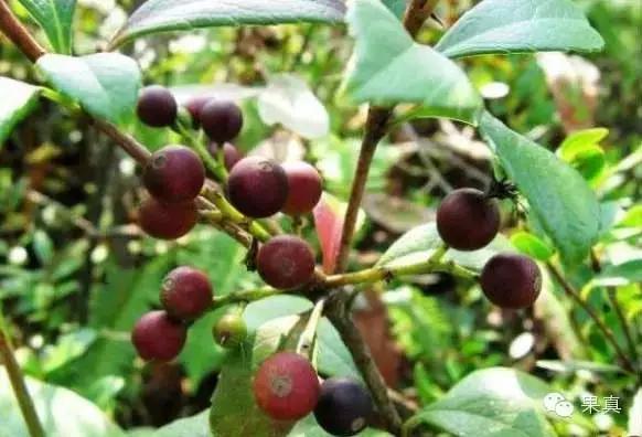 正宗的野果，很多城市人没吃过甚至没见过！