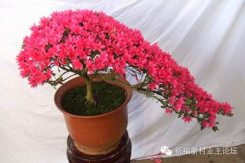 园艺师教你哪种花多久浇一次水 - 南山秀竹 - 南山文化园