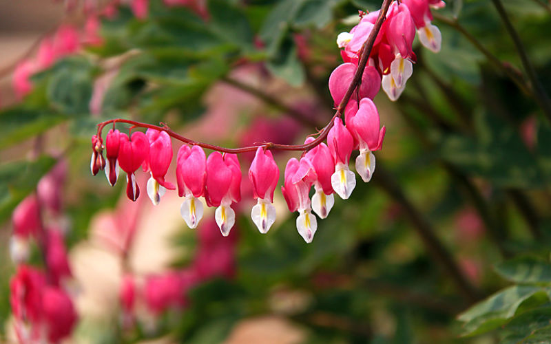 （原创摄影）荷包牡丹 - 竹影荷语 - 竹影荷语
