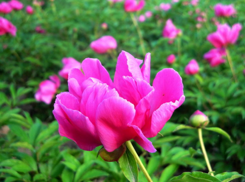 ╰※╮绚丽何尝逊花王◇缤纷芍药竞