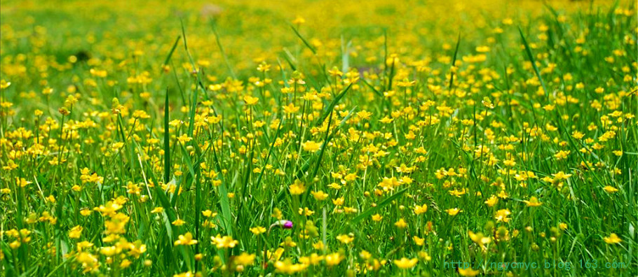 肝硬化腹水克星神奇草---毛茛 - ngycmyc - ngycmyc的博客