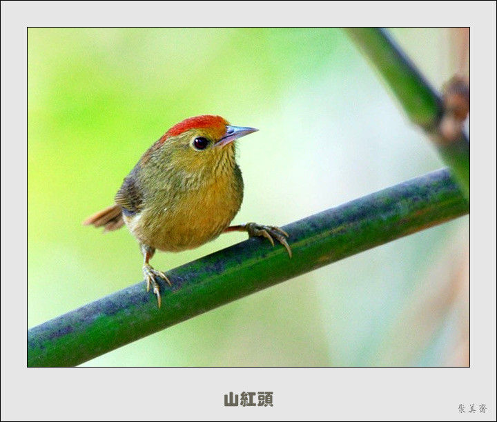 五十种漂亮的爱鸟！来认识一下吧！【美图共赏】 - 無為居士 - 聚美齋