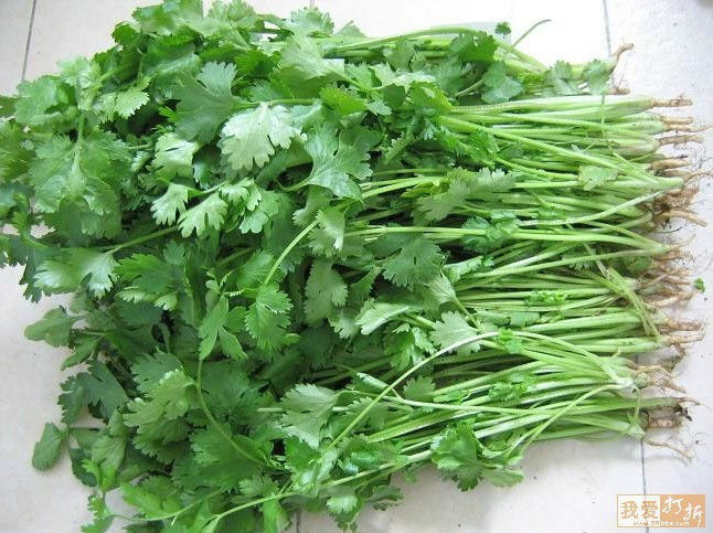 香菜煮水洗肾，花椒专治富贵病，蒲公英巧治慢性病 - 美体、情感、博文精品 - 美体情感、心灵驿站