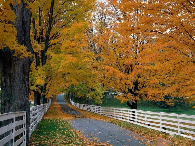 秋日细雨【美图】 - 白石秋水 - 白石秋水