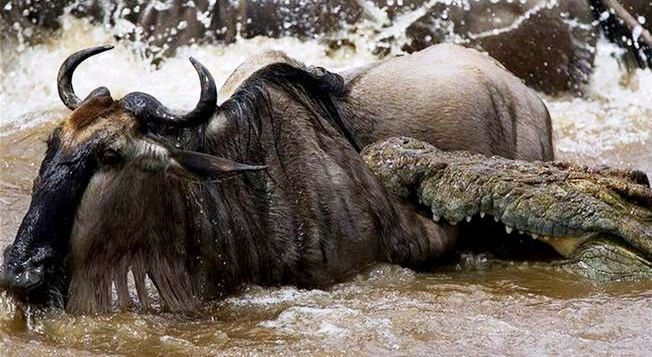 鳄鱼残暴的行凶瞬间 - 月  月 - 阳光月月《万网搜索》
